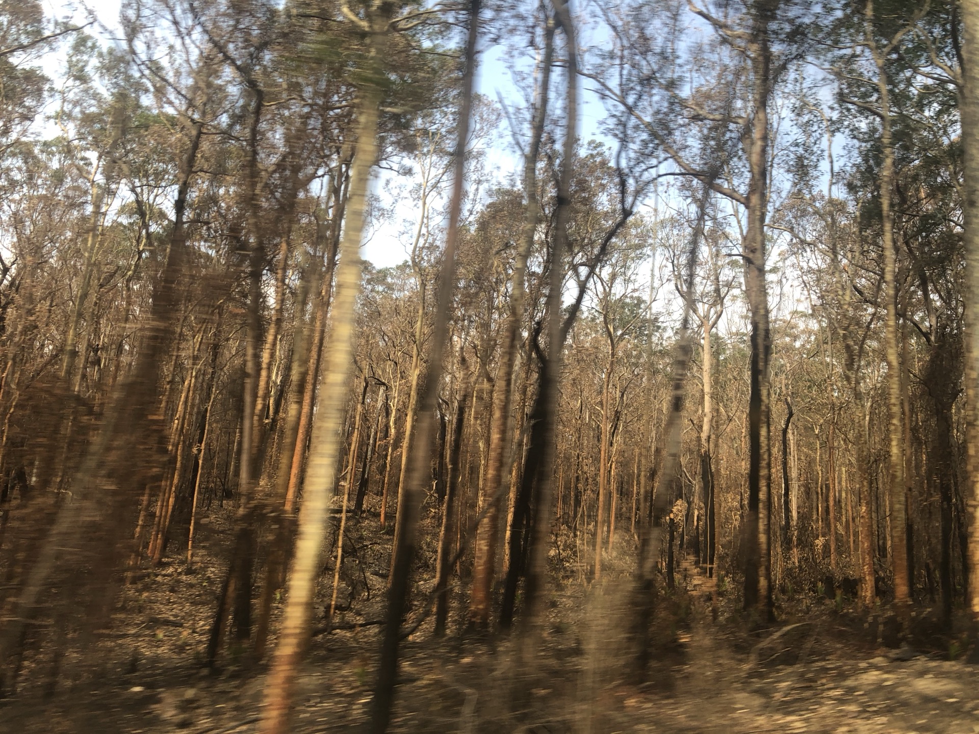 Australia Black Summer Bushfires